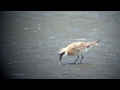 野鳥撮影・ メダイチドリ　lesser sand plover