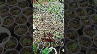 how to propagate Anthurium Foliage seeds