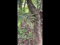 saving monitor lizard animalplanet wildlife animalprotection keralawildlife