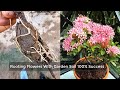 3 Simple Ways You Must  Know To Grow Ixora Plant