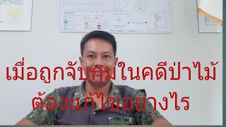 แนวทางแก้ไขเมื่อถูกจับคดีป่าไม้