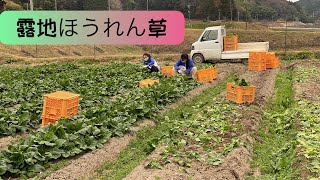 露地ほうれん草　#アグリビジネスチャンネル、#露地、#ほうれん草、#グリーンカウベルグループ