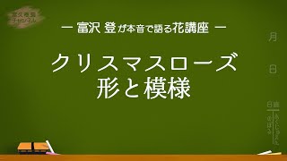 クリスマスローズ 形と模様　 ー富沢 登が本音で語る花講座ー　富久樹園ch