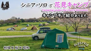 Senior campers camping under a cherry blossom tree.