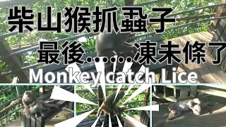 柴山獼猴抓蝨子最後凍未條了!!!Monkey catch lice│台灣獼猴│猴子│柴山│壽山