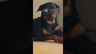 කොහොමද යාළුවනේ 🫡 #manikemagehitheremix #bollywood #unitedstates #viral  #trending#rottweiler