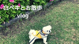 60代主婦vlog/白ペキニーズ/散歩/cafe