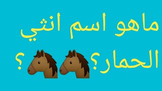 ما هو اسم أنثى الحمار؟🐴🐴🦄🦓