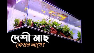 Bangladeshi native fish | দেশী মাছের অ্যাকুরিয়াম