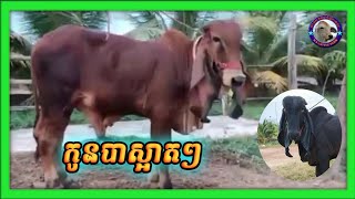 #RSCattlefarm កូនបាស្អាតៗនៅខេត្ត កំពត Cute cow raised by a farmer in Kompot