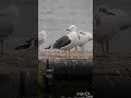 species no. 52 lesser black backed gull adult