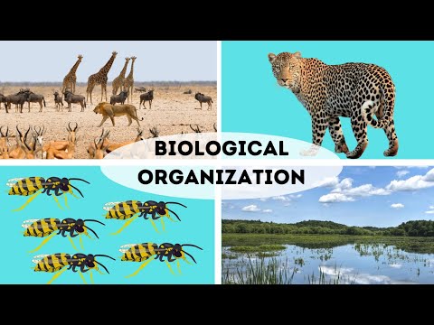 What is a community of organisms at a major regional or global level?