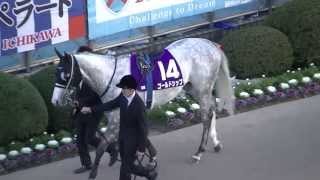 2013　12/22 第58回 有馬記念(ＧＩ) パドック　現地映像　オルフェーヴル