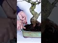 Repotting a Gorgeous Apple Bonsai