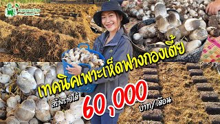 เทคนิคการเพาะเห็ดฟางกองเตี้ย ปลูกแบบนี้สร้างรายได้ 60,000 บาท/เดือน  #เห็ดฟาง #เห็ดฟางกองเตี้ย