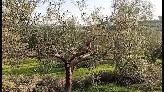 Κλάδεμα Ελιάς 1ο Μάθημα, σε ξηρικό και αδύναμο χώμα, 🇬🇷 ανανέωση κόμης για καρποφορία, αΜοναχή ελιά,