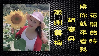 花开的时候你就来看我（徽州黄梅）演唱：胡蜜丹