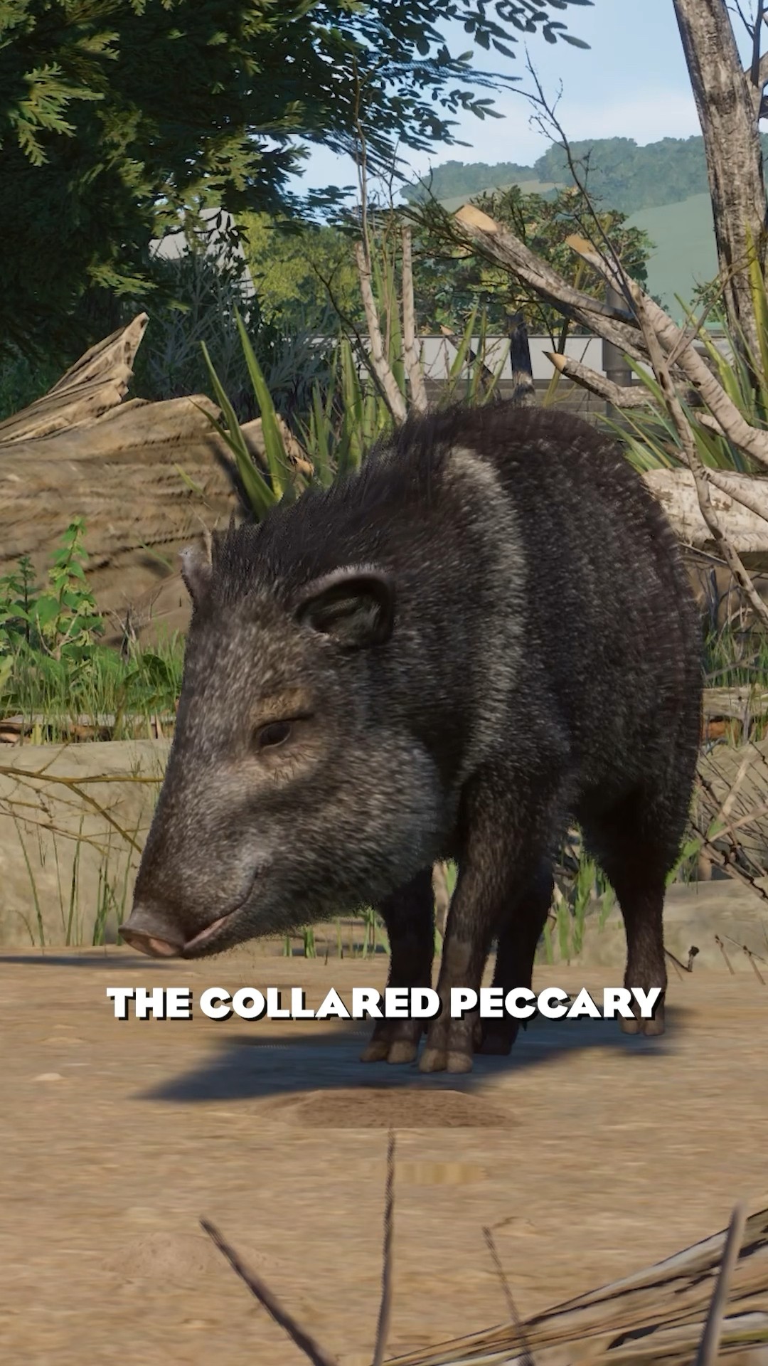 Adorable Collared Peccaries in the Elm Hill City Zoo!  l Planet Zoo #shorts