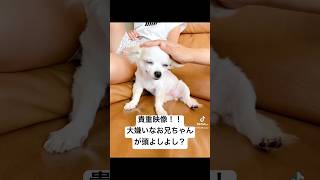 おばあちゃんチワワの日常#いぬのいる生活 #いぬ #チワワ #老犬 #シニア犬