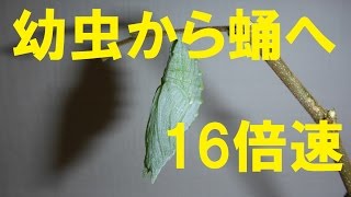 2016年9月  幼虫から蛹へ（アカボシゴマダラ、Hestina assimilis）