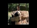 giantpanda xiaoqiji panda trains and a noisy mama bear 🐼🐾🥰