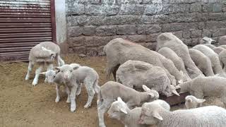 Sheep Breeding Farm Kaksthal (Kinnaur)