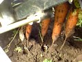 ヤンマー　carrot harvesting