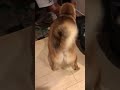 お尻のぷりぷりが止まらない柴犬。大好きなバァバがきたぁ！【豆柴】