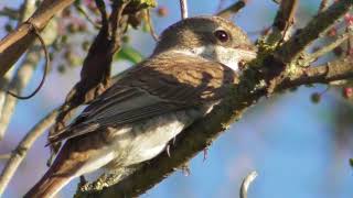 Young Red-backed Shrike ; Jung Neuntöter zum Verlieben ; Sfrâncioc roșiatic tânăr minunat