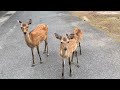 注意！！　宮島の鹿は可愛いですが野生の鹿なので気をつけてくださいね