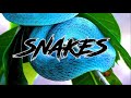 KhaiTheKidd - Snakes ft. Levin & ni$h!th (Official Lyric Video)