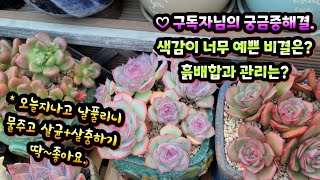 오래된묵둥이들 고사되니 아쉬워요.♥ 분갈이는 2년~3년.이상없으면 분갈이 안해요.  #옥상다육 #옥상하우스 #다육 #에스메랄다#리오철화#옥상흙배합