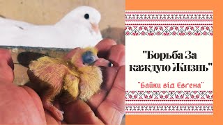 Замерзают ли полупроклюновшиеся голубята - или что-то Не Так!? Николаевские Голуби.