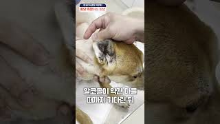 반려동물(강아지, 고양이) 혈당 체크하는 방법을 알려드립니다!