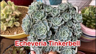 Repotting propagated Echeveria tinkerbell./ Nhân Giống Sen Đá