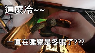 冬天不吃東西一直睡覺就是冬眠了???【九桃分享養爬蟲-《Reptiles》】