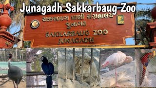 Junagadh zoo | Sakkarbaug Zoo | Asiatic Lion | Junagadh Gujarat