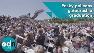 Pesky pelicans gatecrash a graduation ceremony