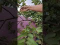 Indian guava #garden #gardening #plants #blooming #fruits #housegarden #guava #tree