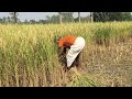 do it – farmer harvesting organic basmati rice in india