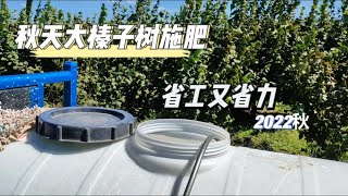 秋天给大榛子树施肥，看看用滴灌喂肥，是不是省工又省力？