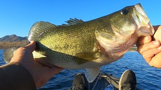 Fishing Roosevelt Lake For CHUNKY Fall Bass!!