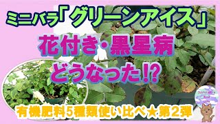 【有機肥料５種類使い比べ★第２弾】ミニバラ「グリーンアイス」花付き・黒星病はどうなった⁉