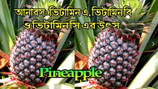 মধুপুরের সুস্বাদু আনারস। Pineapple। আনারস ভিটামিন এ, ভিটামিন বি ও ভিটামিন সি এর উৎস