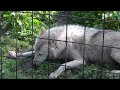 2011年6月16日　旭山動物園　シンリンオオカミ　マース