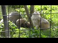 2011年6月16日　旭山動物園　シンリンオオカミ　マース