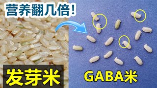 科学家证实这种米营养超乎想象! 自制营养GABA米/酵素米/发芽米🍚Homemade GABA rice/Germinated Brown Rice