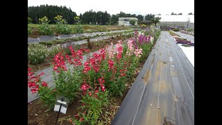 2020年6月12日　種子系宿根草　成田シードセンターフィールドトライアル