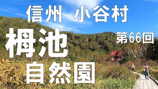 栂池自然園　信州（長野県）観光　北アルプスを間近に望む絶景スポット　まもなく紅葉シーズン到来！ 【信州人が地元再発見の旅】第66回