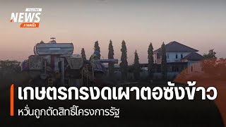 เกษตรกรงดเผาตอซังข้าว หวั่นถูกตัดสิทธิ์โครงการรัฐ